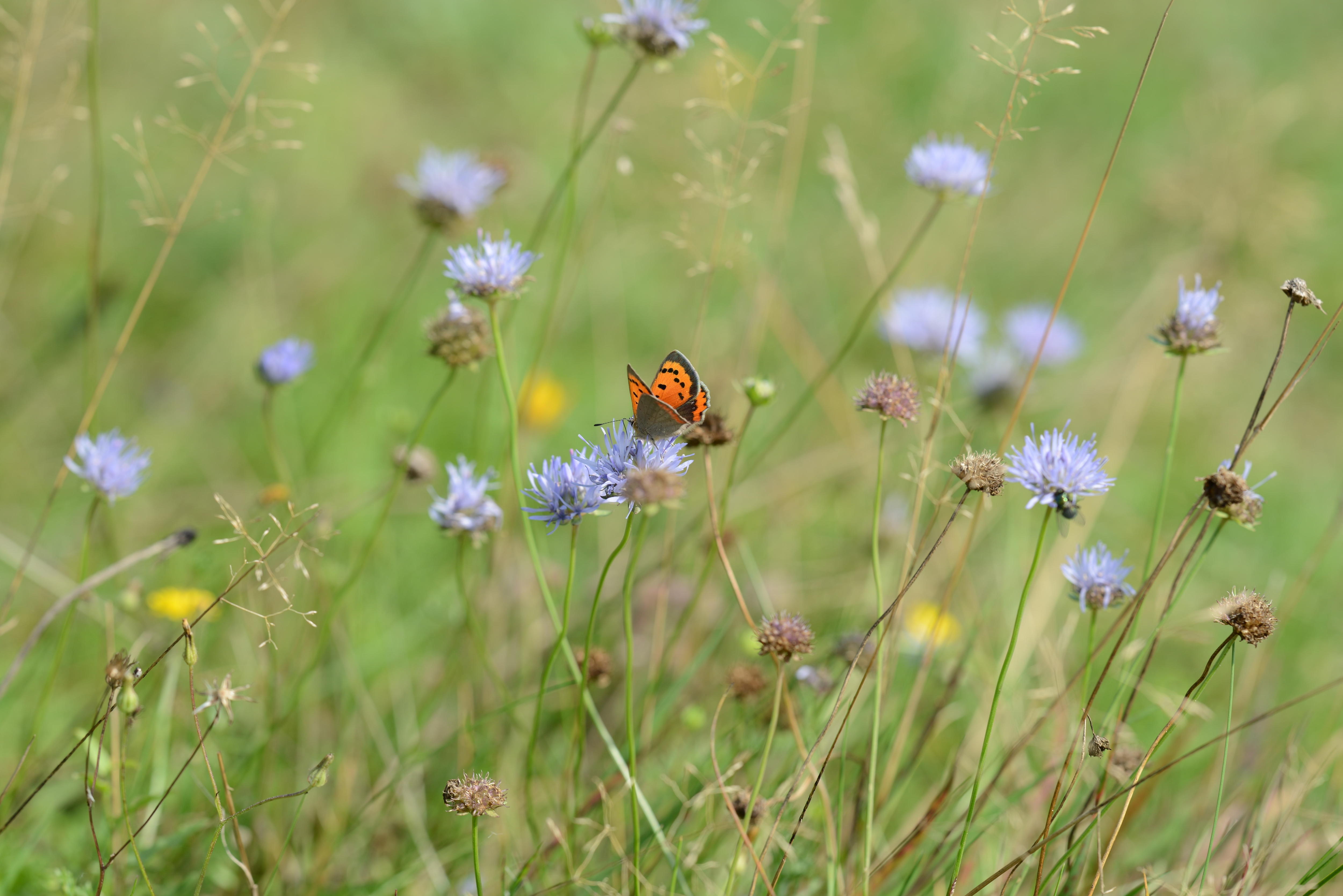 Ein rotbrauner Schmetterling sitzt auf einer Blume mit lila Blüten auf einem Feld.